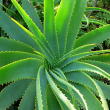 Aloe vera - Алоэ настоящее