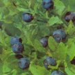 Vaccinium myrtillus - Черника обыкновенная