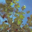 Strychnos nux-vomica  -  Чилибуха рвотная