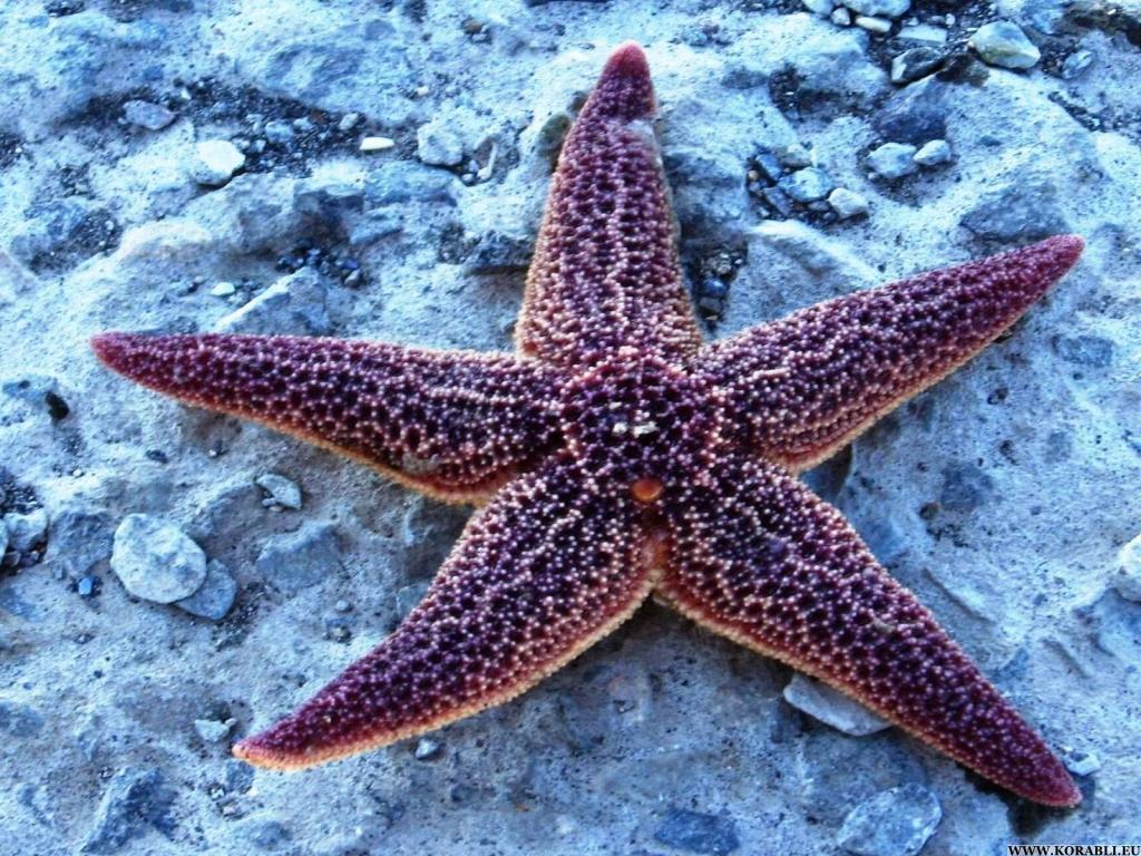 Морская звезда и гомеопатия