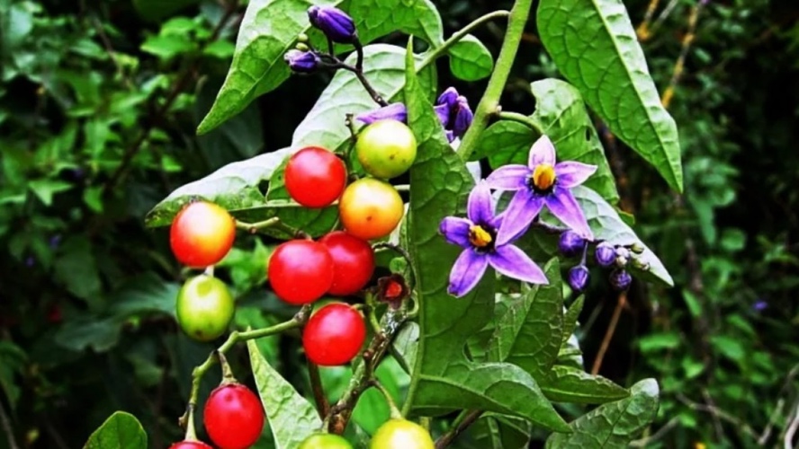 Дулькамара или паслен сладко-горький