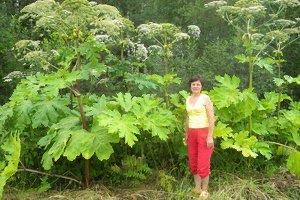 Гераклиум сфондилиум