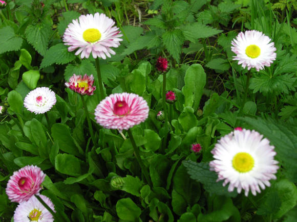 Маргаритки (Bellis perennis)