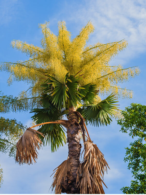 Карликовая пальма сабаль
