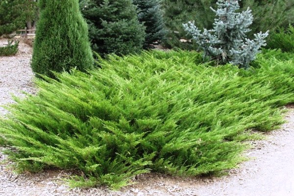 Можжевельник казацкий (Juniperus sabina) 