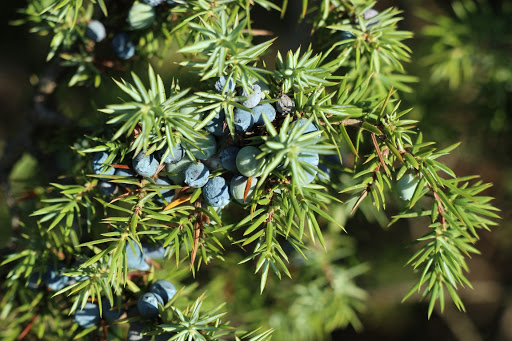 Можжевельник казацкий (Juniperus sabina) 