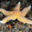 Asterias rubens - морская звезда