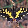 Papilio Machaon - бабочка махаон 
