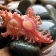 Murex (мурекс) – брюхоногие моллюски 