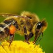 Apis mellifica - медоносная пчела