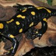 Salamander - саламандра 