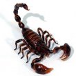 Scorpius - cкорпион 