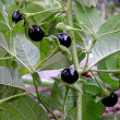 Belladona - Белладонна ( красавка) плоды, цветы