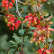 Berberis vulgaris - Барбарис обыкновенный, плоды
