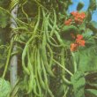 Phaseolus vulgaris - Фасоль обыкновенная