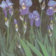 Iris pallida - Ирис бледный