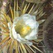 Cactus grandiflorus - Кактус крупноцветковый