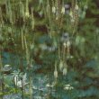 Cimicifuga racemosa - Клопогон