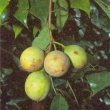 Myristica fragrans -  Мускатник душистый (мускатное дерево)