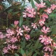 Nerium oleander - Олеандр