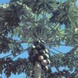 Carica рарауа -  Дынное дерево, или папайя