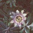 Passiflora incarnate  -  Страстоцвет, или пассифлора