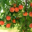 Prunus persika - Персиковое дерево