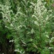 Artemisia vulgaris  - Полынь обыкновенная  