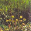 Drosera rotundifoolia - Росянка круглолистная
