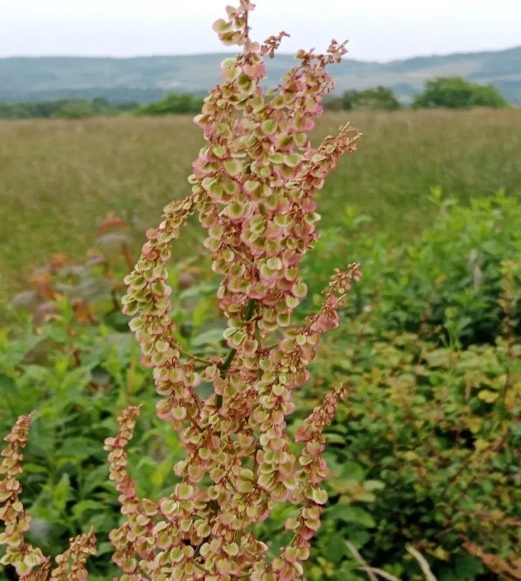 Румекс (Rumex thyrsoides) Румекс