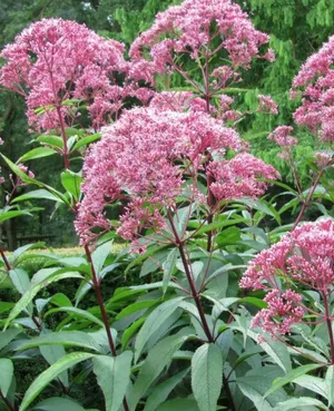 Евпаториум перфолиатум Евпаториум перфолиатум