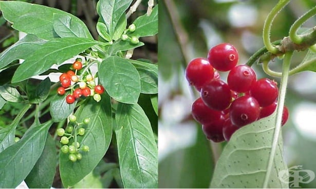 Ипекакуана (Carapichea ipecacuanha) Ипекакуана