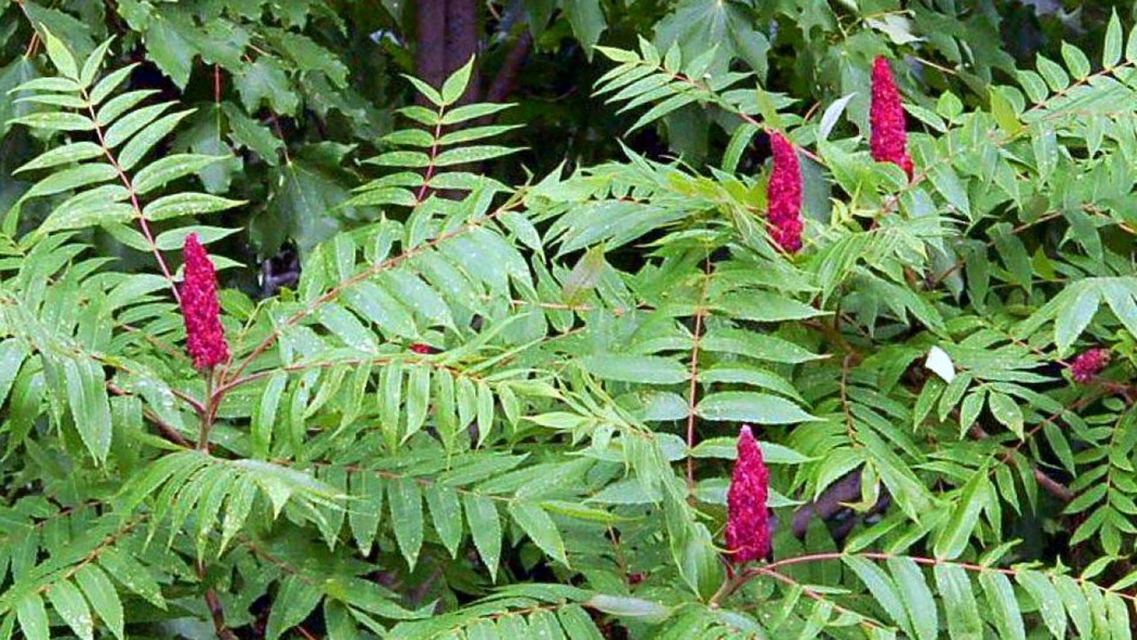 Рус токсикодендрон Рус токсикодендрон