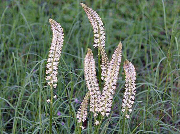 Sabadilla (Вератрум сабадила) Sabadilla (Вератрум сабадила)