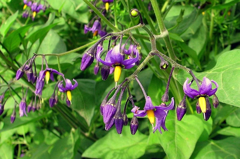 Solanum Дулькамара Solanum Дулькамара