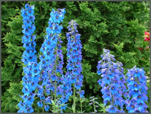 Стафизагрия Стафизагрия