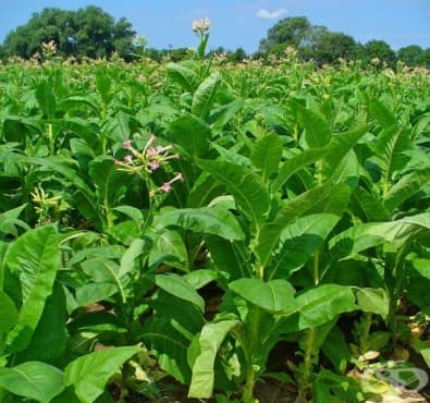  Табак (Nicotiana tabaco)