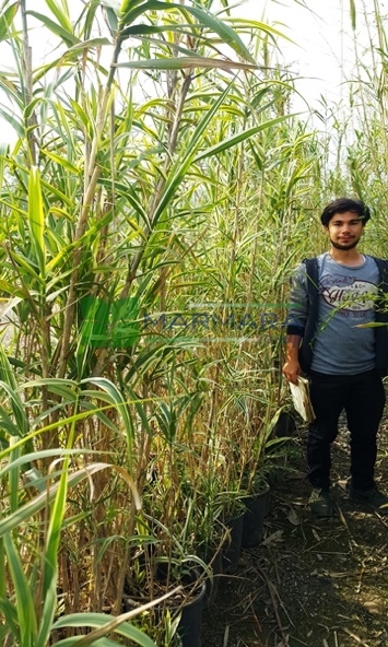 Арундо тростниковый пёстролистный - Arundo donax variegata