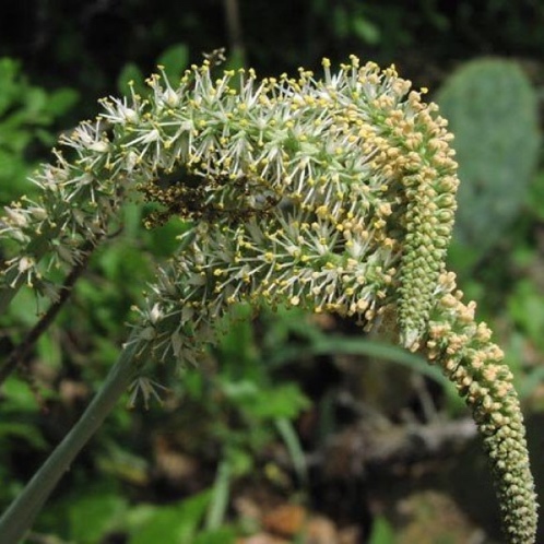 Сабадилла (Sabadilla) Сабадилла (Sabadilla)